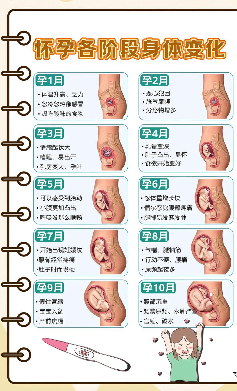 揭秘供卵代孕妈妈怀孕小腹分两节，孕期变化的奥秘房山代生机构: